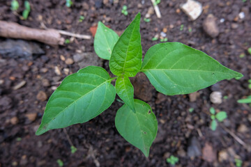 young sprouted pepper plants, close-up of chili seedlings