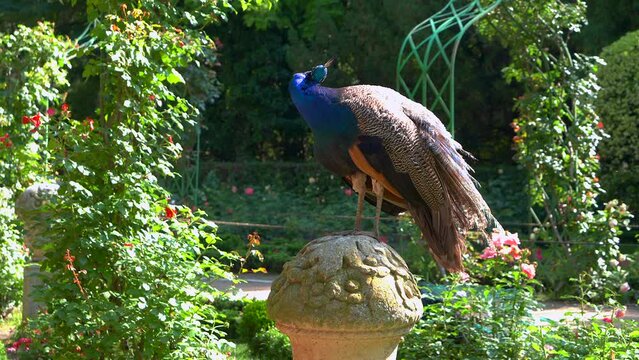 Peacocks in a park with their chicks