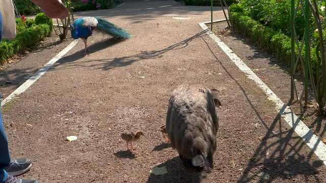 Peacocks in a park with their chicks