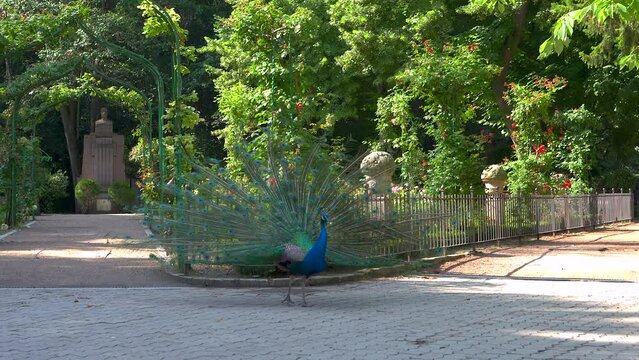 Peacocks in a park with their chicks