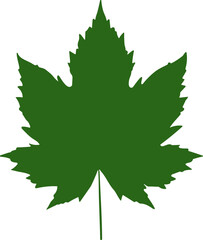 shapes of green leaves vector illustration