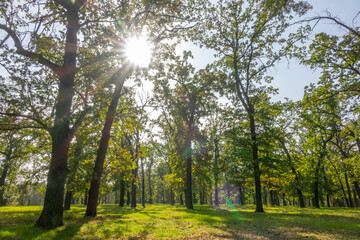Sunbeams in a Green Deciduous Park