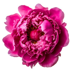 One fuchsia peony flower close up. Isolated on transparent background. KI.	
