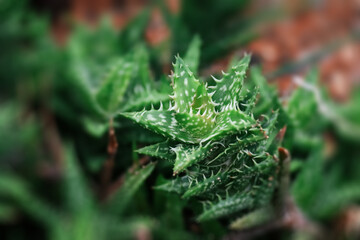 Close up look on aloe juvenna.