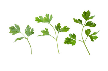 Parsley herb isolated on white background. With clipping path. Full depth of field. Focus stacking. PNG