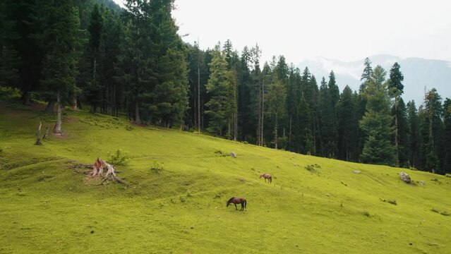 Horses grazing in the woods
