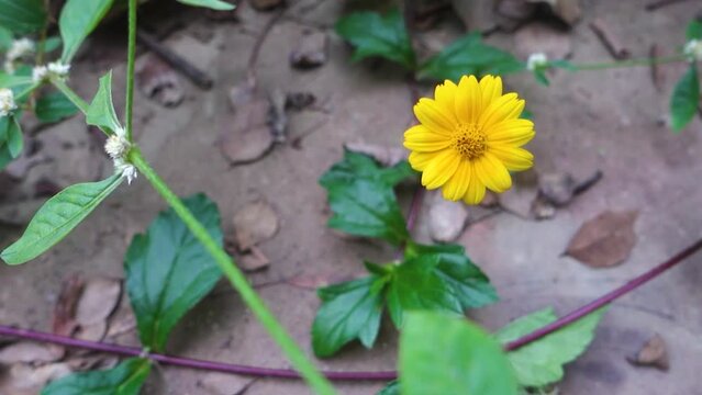 Sphagneticola trilobata, commonly known as the Bay Biscayne creeping-oxeye yellow blooming flower.
