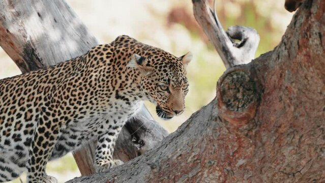 leopard resting on a tree