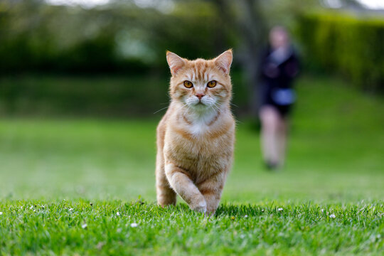 Chat roux sur la pelouse