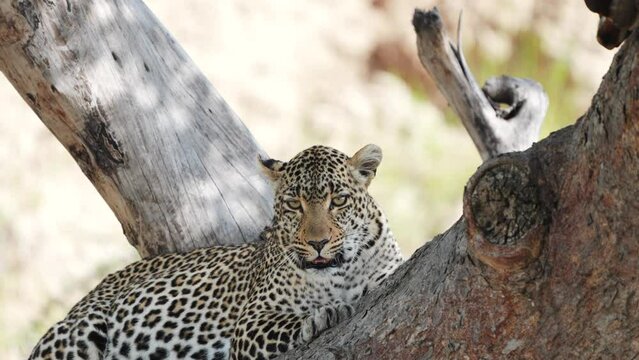 A female leopard sits on a tree