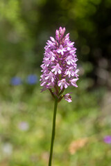 Obraz premium Wild orchid, Scientific name; Anacamptis pyramidalis