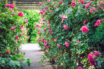 Wooden pergola overgrown with beautiful pink roses. Wooden garden support structure. Trellis. Rose garden. Chorzow, Silesian Park.