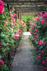 Fototapeta na wymiar Wooden pergola overgrown with beautiful pink roses. Wooden garden support structure. Trellis. Rose garden. Chorzow, Silesian Park.