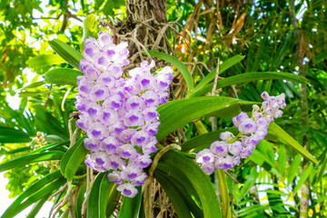 close-up Purple orchid bunch, (Rhynchostylis coelestis)in the green forest. Khao Kaew or other local names Orchid horn sheep, Khao buffalo, is a type of orchid. Native to Indochina.