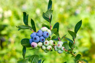 Blueberry farm with bunch of ripe fruits on tree during harvest season in Izmir, Turkey. Blueberry picking history.