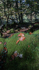 Autumn leaves on a stone covered with moss
