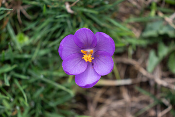 An autumn flower. Closeup view and macro photo of a flower and its leaf in the nature