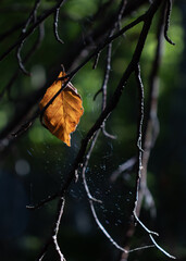 Close view of an isolated autumn leaf hanging of the tree branches