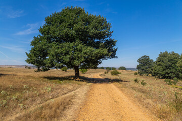 Rural road in the Spanish