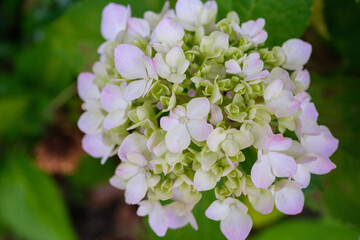 花びら、アップ、綺麗、紫陽花、葉、屋外、あじさい、梅雨、6月、初夏、雨、クローズアップ、コピースペース、きれい、鮮やか、満開、緑色、緑、花、アジサイ、植物、青、自然、青色、ブルー、ガクアジサイ、水色、美しい、マクロ、かわいい、夏、ガーデニング、花壇、背景、開花