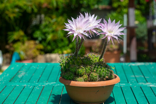 A beautiful type of cactus blooms magnificently, its scientific name is; echinopsis oxygona or Echinopsis eyriesii