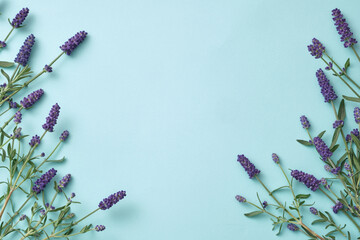 Fresh blooming lavender arranged on a pastel blue background. Minimal frame with copy space for...