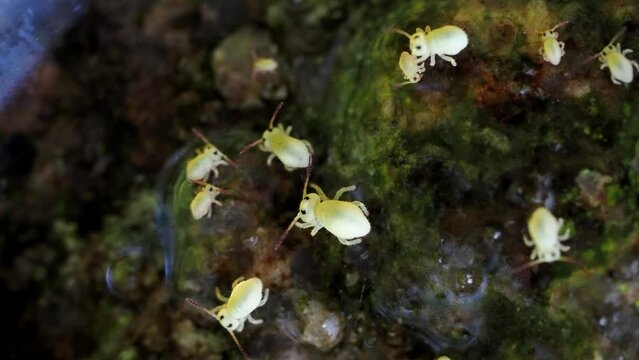 Winzige Kugelspringer fressen Algen an einem T&uuml;mpel