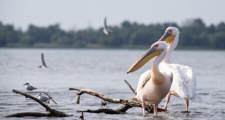 pelicans on the lake at sunset