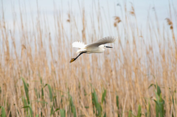 great white egret on lake in the Danube delta