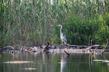 grey heron on a lake