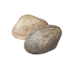 あさり2個　水彩色鉛筆イラスト