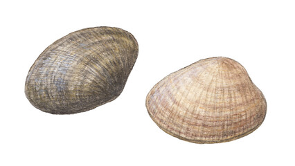 あさり2個　水彩色鉛筆イラスト