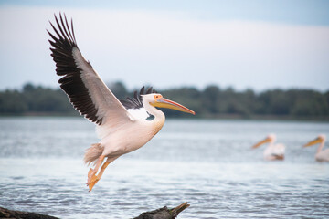 Fototapeta na wymiar pelicans on the lake at sunset