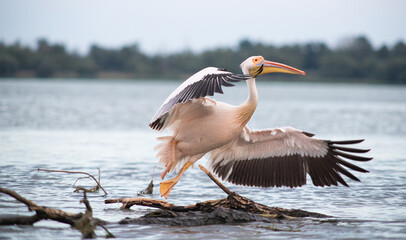 Fototapeta na wymiar pelicans on the lake at sunset