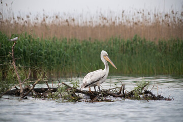 pelicans on the lake at sunset