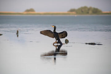 great cormorant bird in the delta