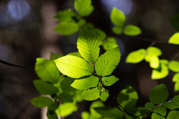 bright green leaves summer nature background