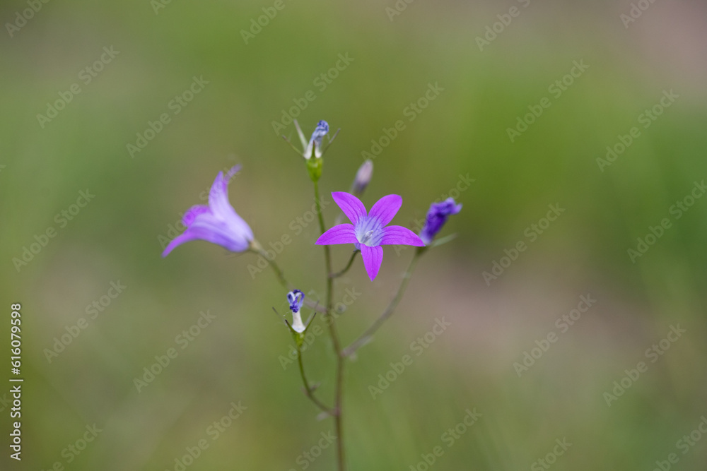 Poster wild flower on summer meadow