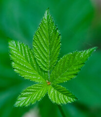 bright green leaves summer nature background