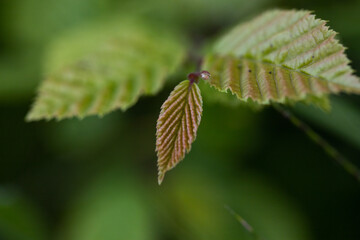 bright green leaves summer nature background