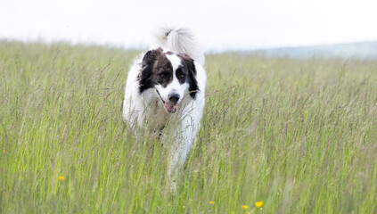 happy white dog on summer meadow
