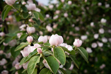 beautiful flowering quince pear in spring
