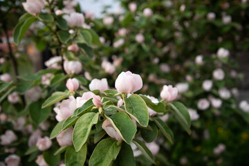 beautiful flowering quince pear in spring