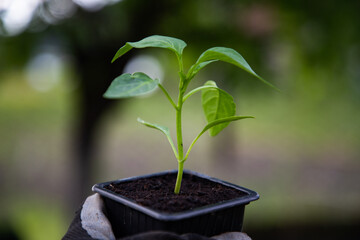 planting a green pepper seedling