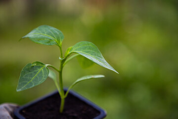 planting a green pepper seedling