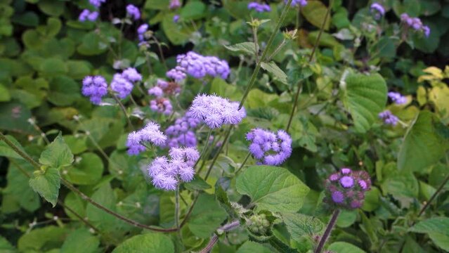 Ageratum houstonianum, commonly known as flossflower, bluemink, blueweed, pussy foot or Mexican paintbrush, is a cool-season annual plant often grown as bedding in gardens.