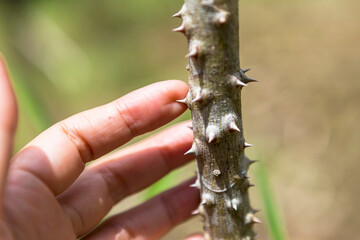 Girl finger and thorn over blurred nature green background, outdoor day light, dangerous tree
