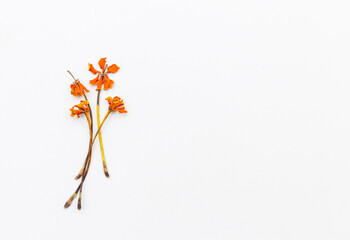 Dry yellow flower with space on white background, flower background, season background