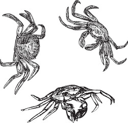 Marine set, collection of sea crabs. Black and white hand-drawn graphics translated into vector. The illustration is intended for design, printing on fabric, packaging