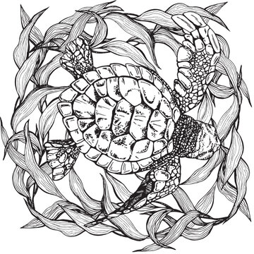 recommend clip art: Marine composition, postcard sea turtle with seaweed. Black and white hand-drawn graphics translated into vector. Illustration designed for  packaging prints, stickers, posters, postcards